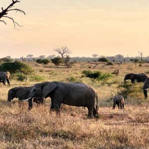 Pacote África do Sul
